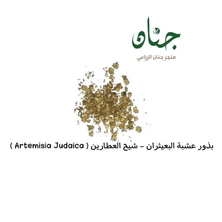 بذور عشبة البعيثران شيح العطارين Artemisia Judaica