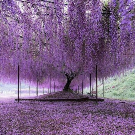 بذور شجرة ويستيريا البنفسجية Wisteria sinensis