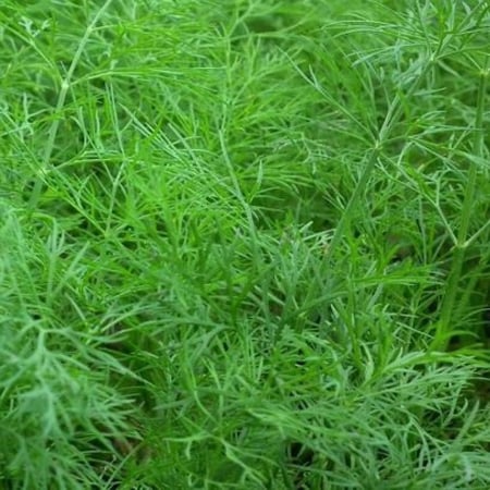 بذور نبات الشبت