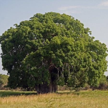 شجرة التبلدي Adansonia