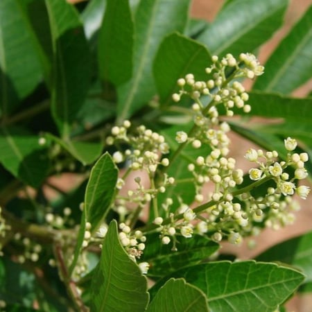 أزهار الفلفل البرازيلي عريض الأوراق