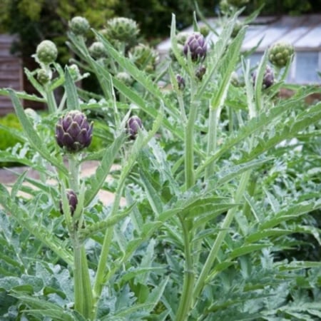 بذور الخرشوف الشوكي ( cynara cardunculus )