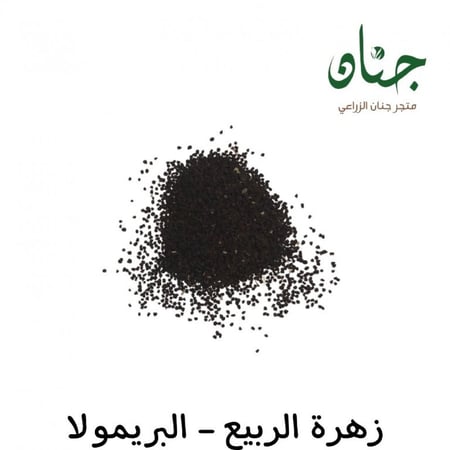 بذور زهرة الربيع بريمولا  Primula