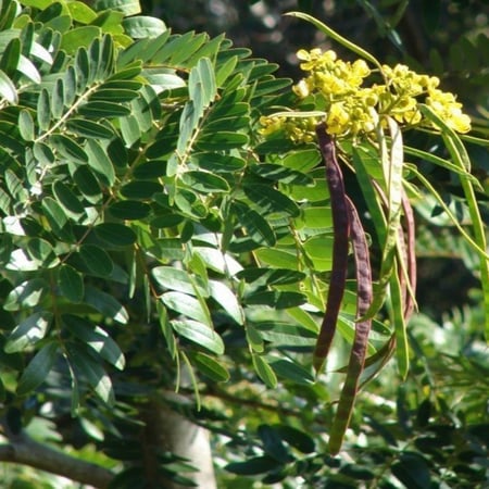 seeds of Senna siamea بذور سينا سياميا