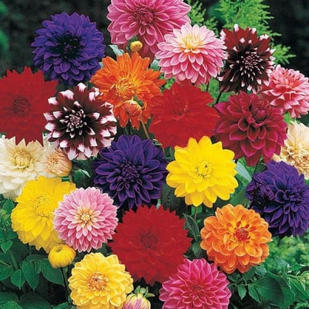 ‫بذور زهور داليا ( Dahlia decorative )