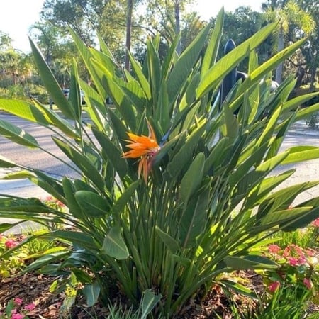 بذور شجيرة عصفور الجنة ( Strelitzia Nicolai )