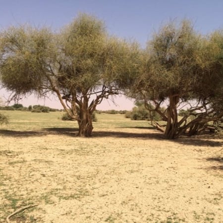 التنضب الكرز البري