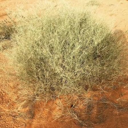 بذور الثمام - الدخن ( panicum turgidum )