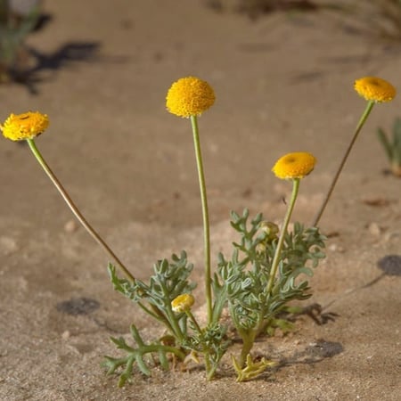 بذور القرقاص - القريص ( Aaronsohnia factorovskyi )