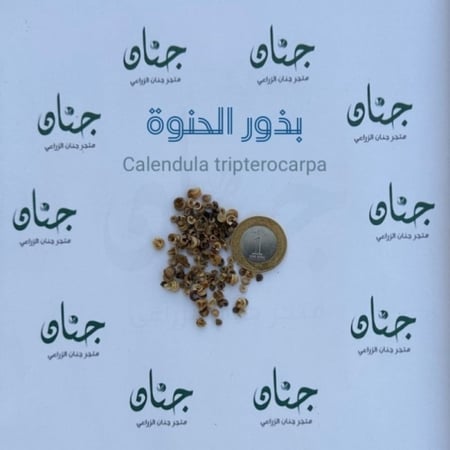 بذور عشبة الحنوة