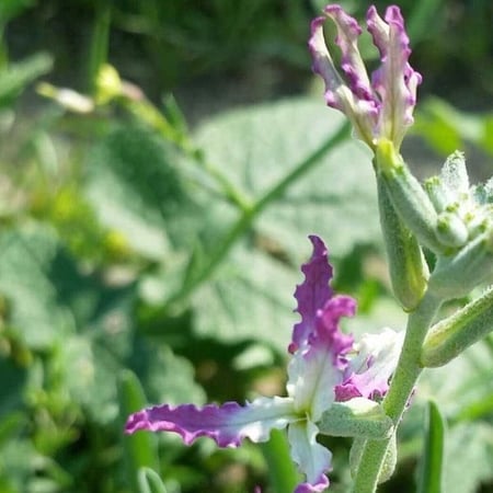 seeds of Matthiola longipetala