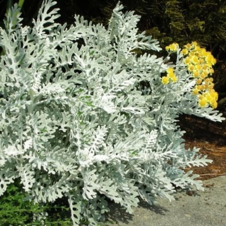 بذور زهرة الشيخة الفضية ( Jacobaea maritima )