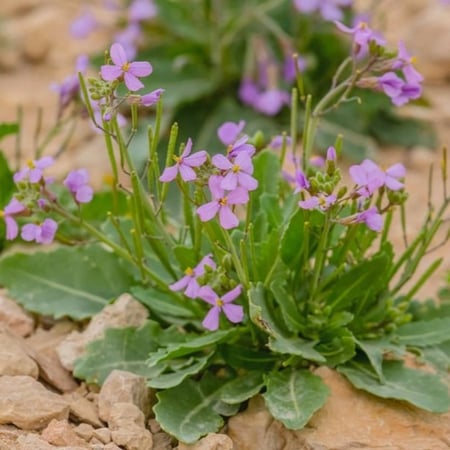 بذور عشبة اليهق الجرجير البري Diplotaxis acris