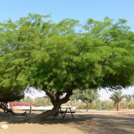 seeds of Faidherbia Albida