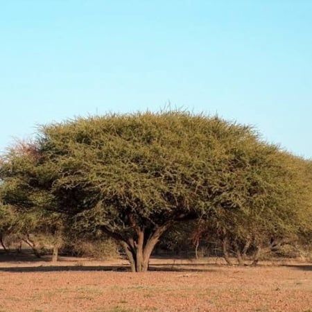 بذور شجرة السمر ( Acacia tortilis )