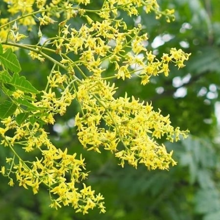 زهور شجرة المطر الذهبية كولريوتيريا