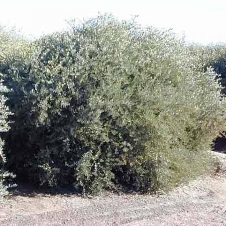 بذور ‫الجوجوبا‬ ( Simmondsia chinensis )