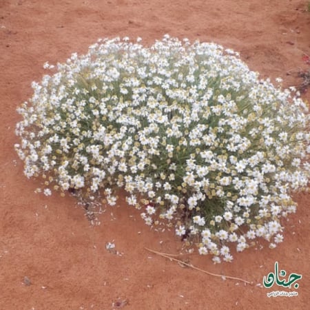 بذور زهور القحويان - الاقحوان البري ( Anthemis deserti )