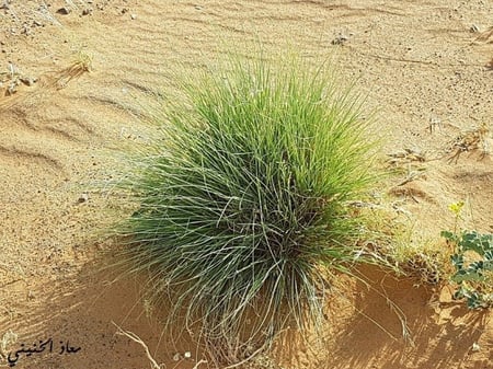 سحبر او ساف 20 بذرة Cymbopogon commutatus  بذور قديمة