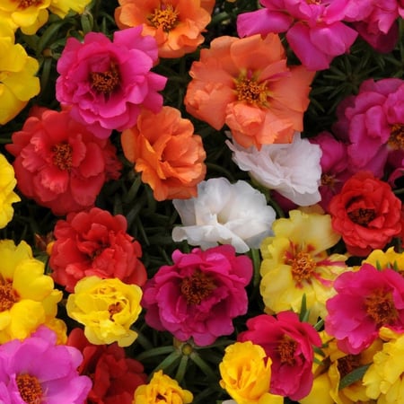 بذور زهرة الصباح - رجلة الزهور ( portulaca )