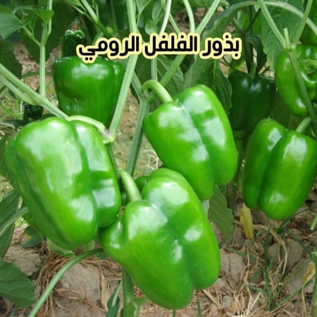 بذور الفلفل الرومي 15 بذرة