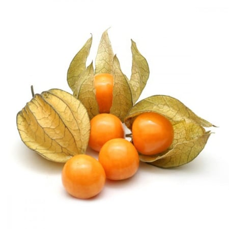 نبات الحرنكش  Physalis