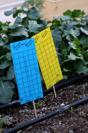 كرت أصفر لاصق