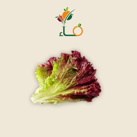 خس مستورد-متجر فــــــــاء