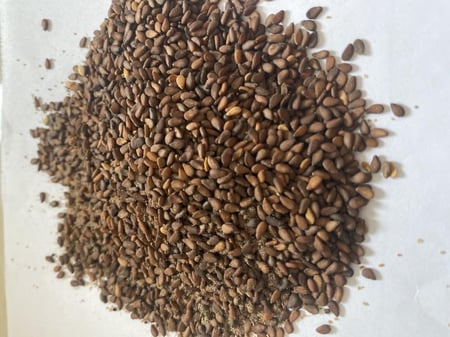 سمسم اسمر