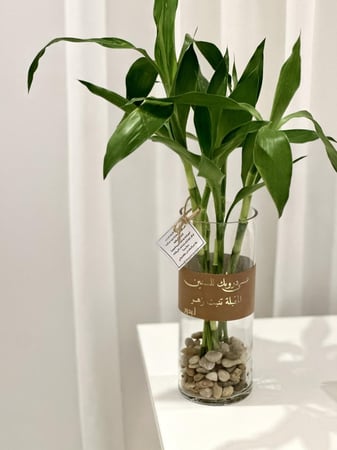 الرياض فقط - نبات البامبو في فازة بعبارة لطيفه أو اسم