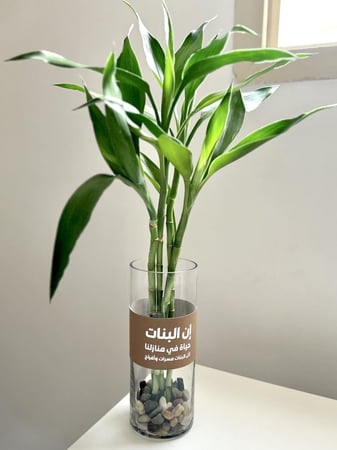 الرياض فقط - نبات البامبو في فازة بعبارة لطيفه أو اسم