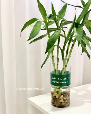 الرياض فقط - نبات البامبو في فازة بعبارة لطيفه أو اسم
