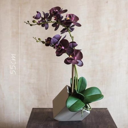 نبتة زينة - أوركيد