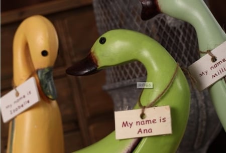 مجموعة البط المرحة