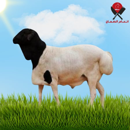 خروف بربري - جذع
