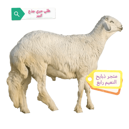 طلي حري كبير من 6 _9شهور الوزن تقريبا من 25_27