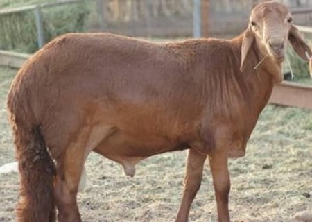 سواكني كبير من ٨ شهور الوزن تقريبا من 30_34