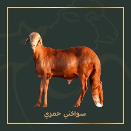 سواكن حمري وسط مربى فاخر 17/20 ك اضحية