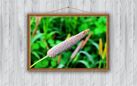 سنبلة حبوب الدخن بمزارع جبال الداير