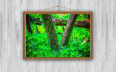 سيقان أشجار السدر من أودية محافظة الداير