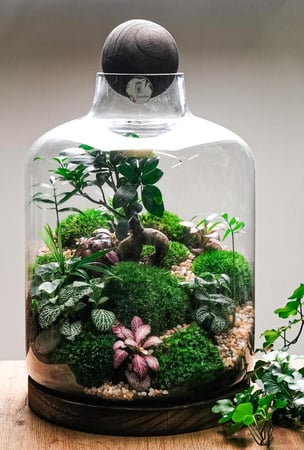 تيراريوم غابه ياكوشيما تصميم خاص