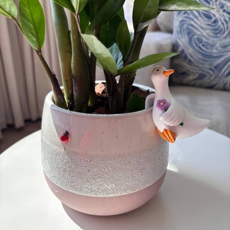 زاميا مع اصيص سيراميك