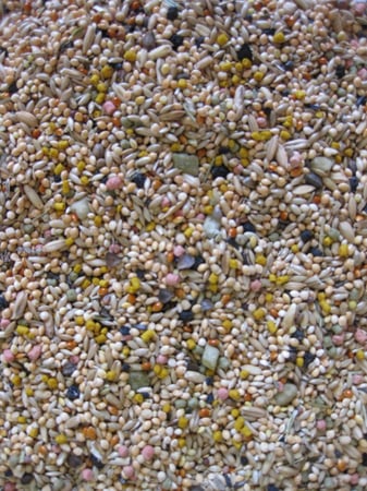 خليط البذور والفاكهة لطيور البادجي 2 كيلو - ديلي ناتشر Deli Nature