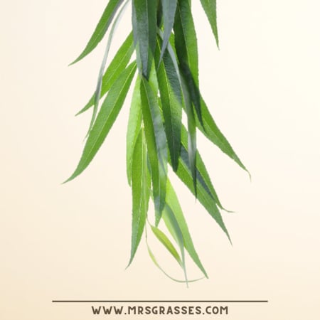 ورق الصفصاف  80 جرام