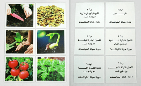 مجموعة الكلام الذكي: مراحل النمو