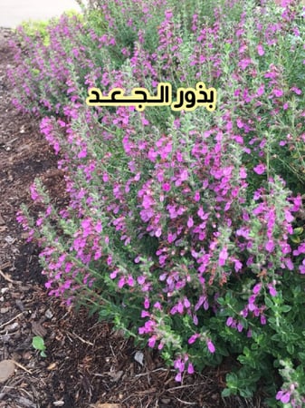 بذور الجعد ( 7 بذرات )