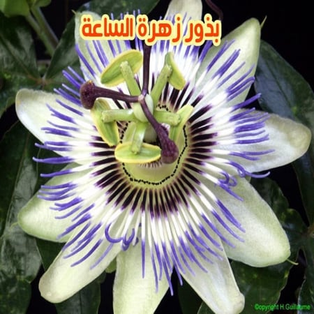 بذور الساعة
