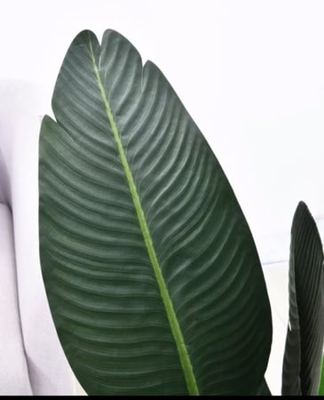 شجرة عصفور الجنة مع حوض اسمنتي دايموند لون رصاصي ارتفاع 1.60م