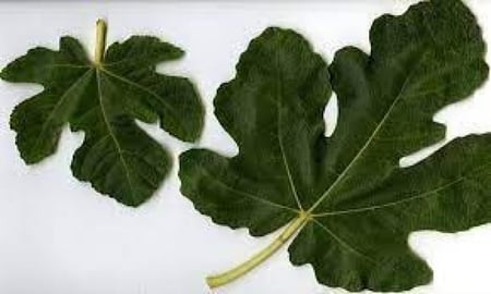 ورق التين المجفف - مزرعة قطاف رضوى