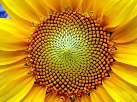 بذور تباع الشمس  البلدي  100جرام